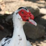 Pato corpo robusto com membrana natatória