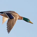 Pato com penas impermeáveis glândula uropigial
