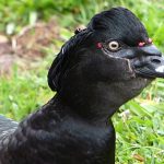 Pato selvagem Anas platyrhynchos em habitat natural