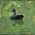 Anas platyrhynchos pato selvagem espécie