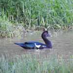 Pato selvagem em lago natural