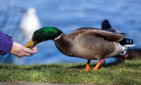 Alimentação dos Patos: O que Eles Comem?