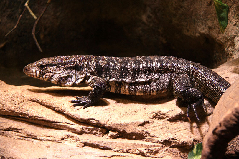 Comportamento do Lagarto, Hábitos e Modo de Vida do Animal