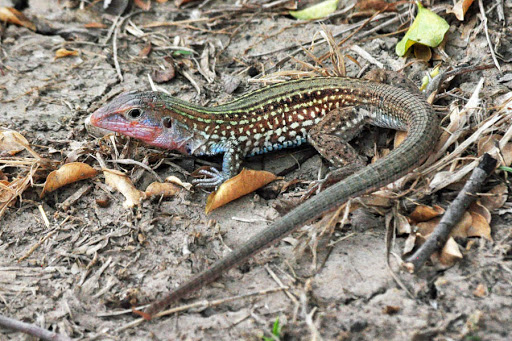Lagarto-Chicote-Malhado-do-Texas: Características e Hábitat
