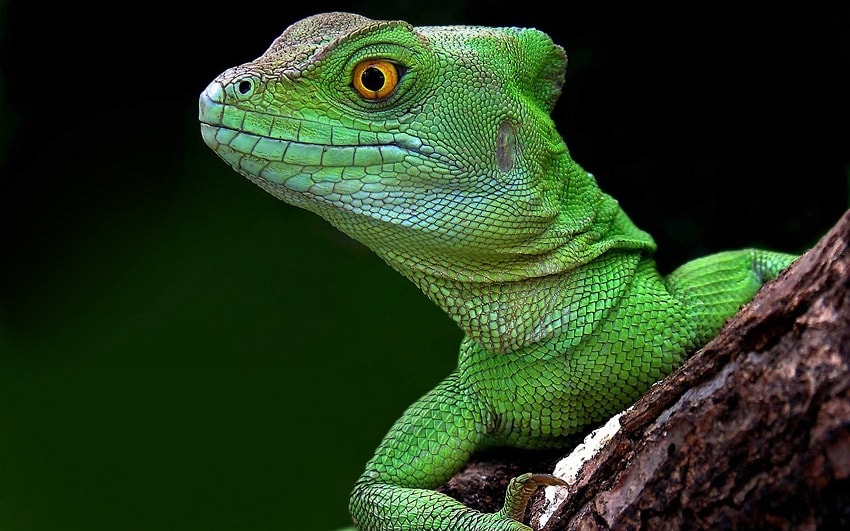 Ciclo de Vida do Lagarto: Quantos Anos Eles Vivem ?