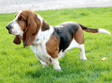 Basset Hound Preço, Valor para Comprar e Fotos