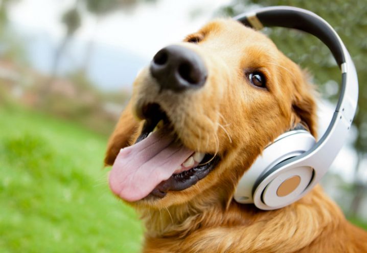 O Cachorro se Despede Antes de Morrer? Sinais e O Que Fazer (2026)
