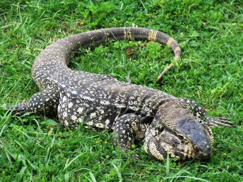 Lagarto Come Cobra? O que Comem na Natureza?
