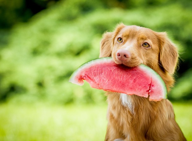 O que Não Dar para um Cachorro Comer?