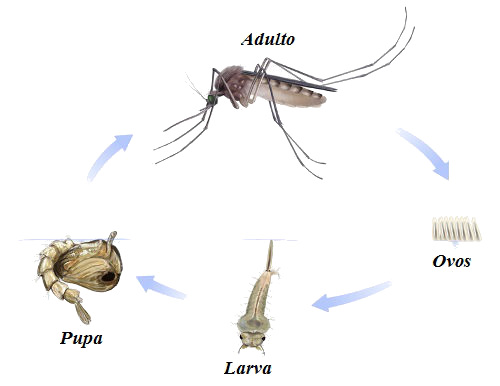 Qual o Ciclo de Vida de um Pernilongo?
