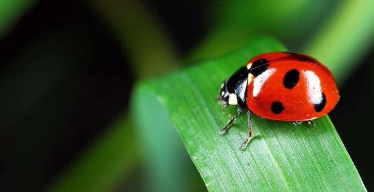 História da Joaninha e Origem do Animal