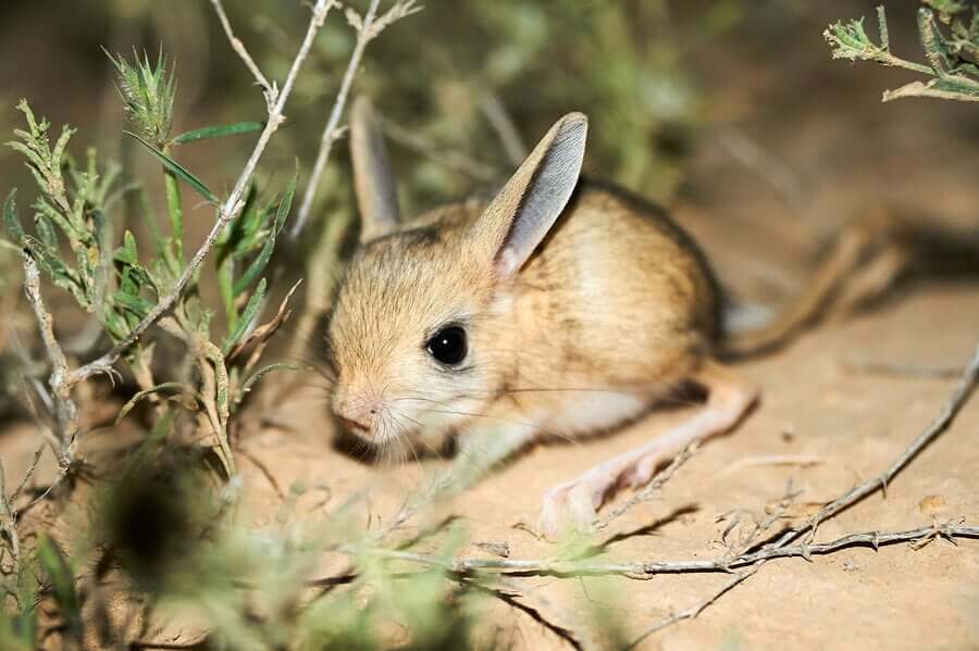 Ciclo de Vida do Jerboa: Quanto Tempo Vivem e Como se Reproduzem