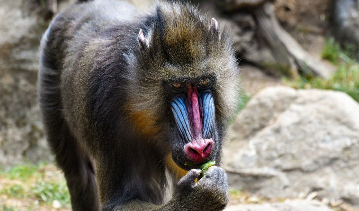 Mandril: Reino, Filo, Classe, Ordem, Família e Gênero