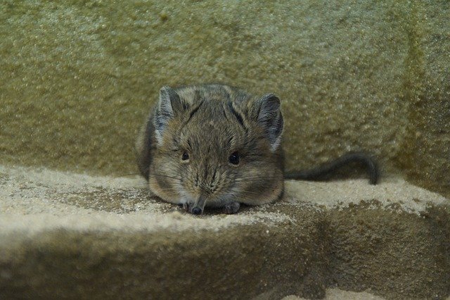 Ficha Técnica da Jerboa: Peso, Altura, Tamanho e Imagens