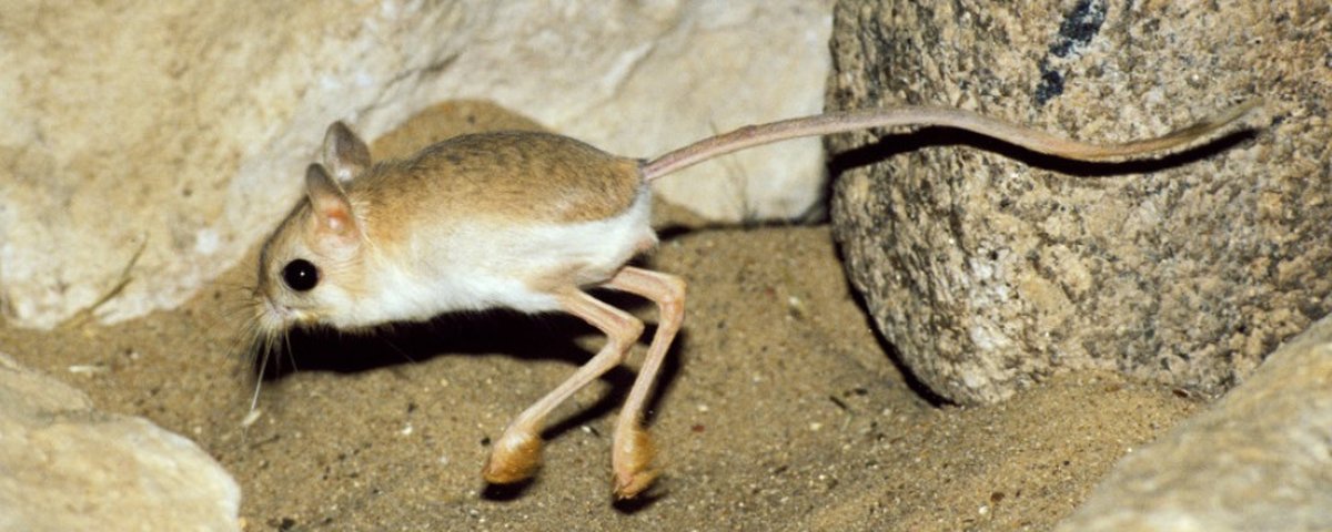 Hábitat do Jerboa: Onde Eles Vivem ?