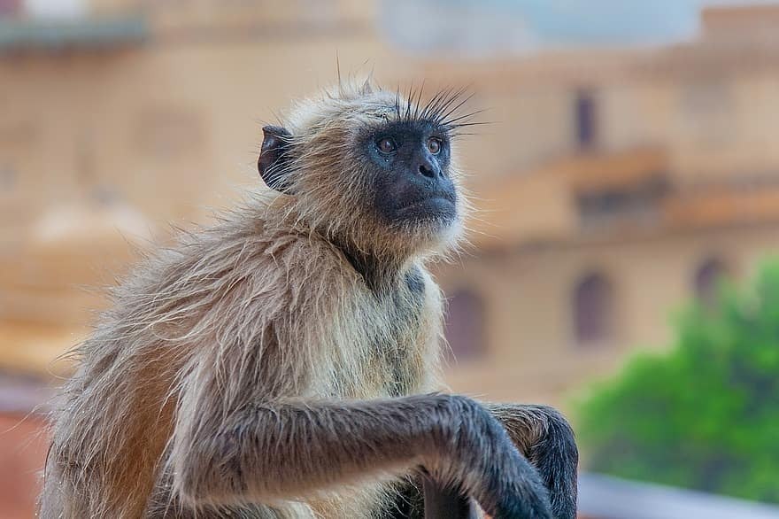 Qual é o Macaco Mais Perigoso do Mundo ?