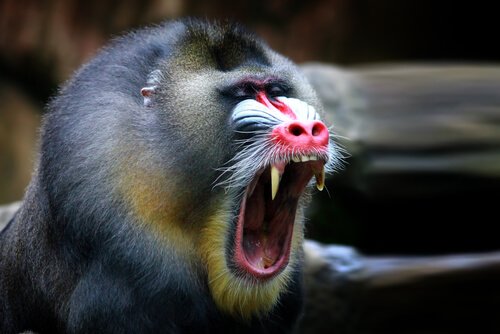 Hábitat do Mandril: Onde Eles Vivem ?