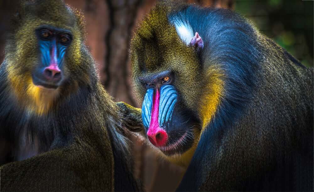 Mandril Animal: Características, Nome Científico e Fotos