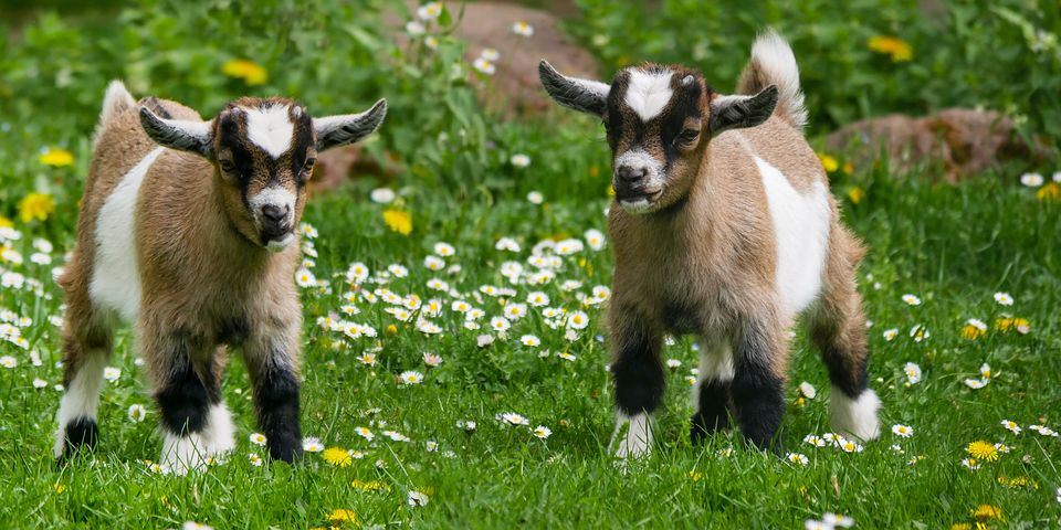 O que é Cabrito ?