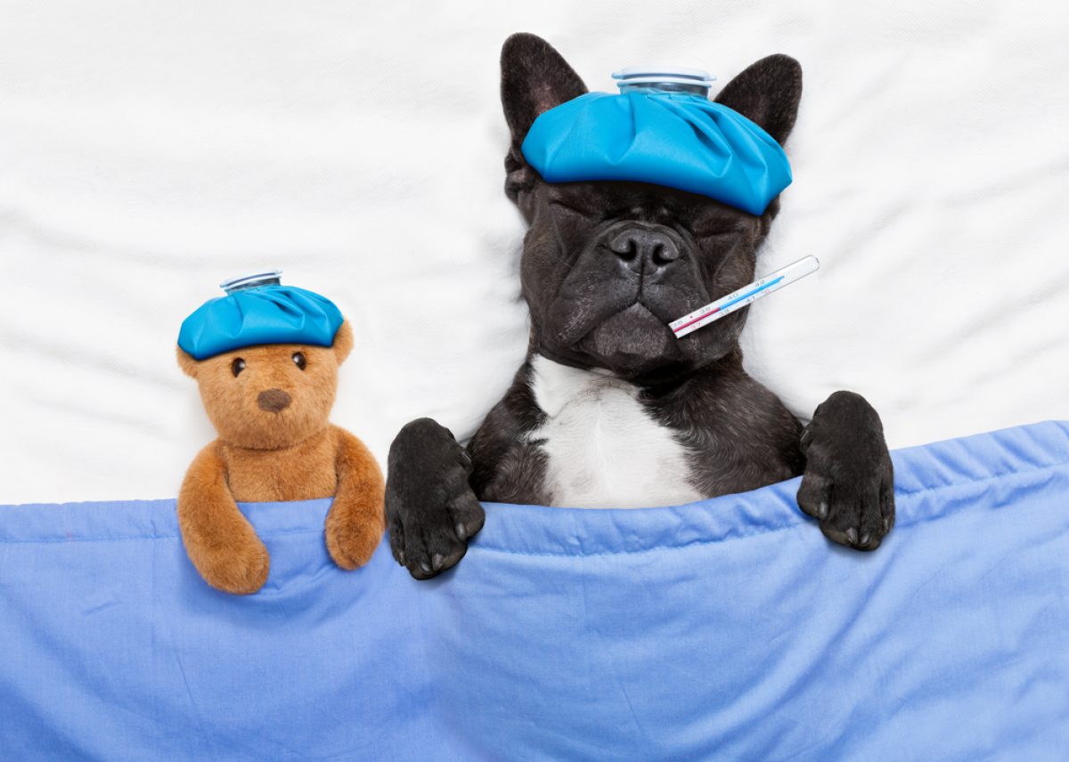 Quanto Tempo de Vida Pode Ter um Cachorro Com Cinomose?