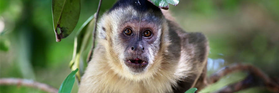 Ciclo de Vida do Macaco: Quantos Anos Eles Vivem?