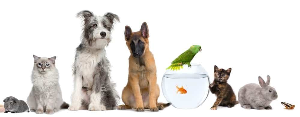 Qual é o Melhor Animal de Estimação?