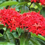 Ixora Chinesa Vermelha