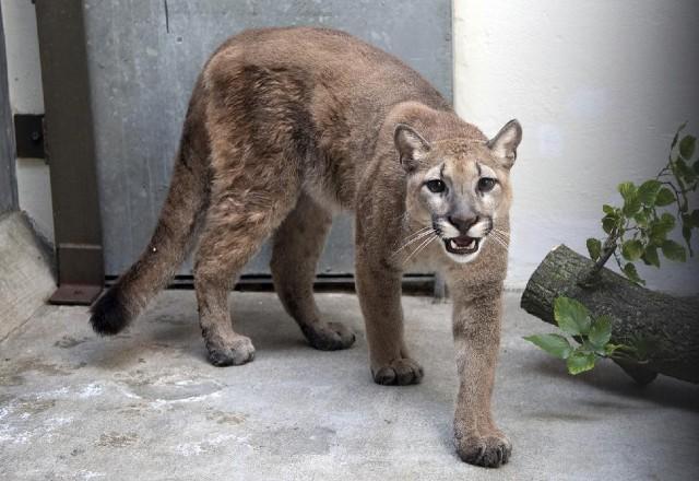 Tudo sobre a Puma: Características, Nome Cientifico e Fotos