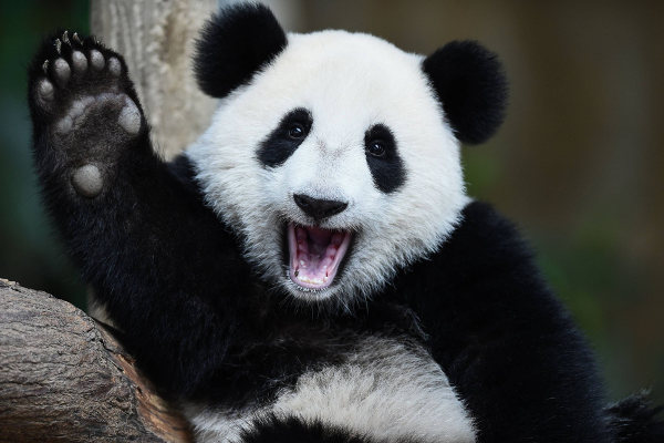 Qual é a Alimentação do Urso Panda?