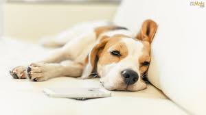 Qual é a Raça de Cachorro Mais Tranquila?
