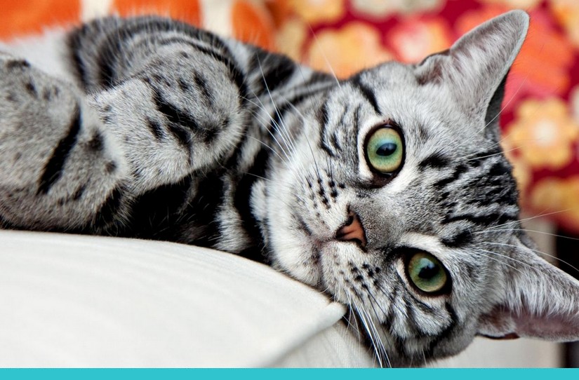 Quais as Raças de Gatos Mais Comuns no Brasil?