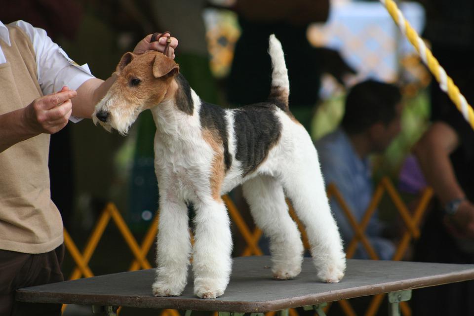 História do Fox Terrier, Personalidade e Origem da Raça