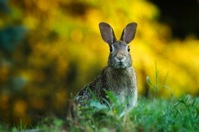 Tudo Sobre a Lebre : Características, Nome Cientifico e Fotos