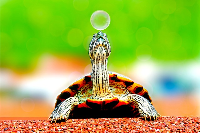 Qual é a Diferença de Jabuti e Tartaruga?