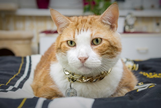 É Saudável Passear com Gatos?