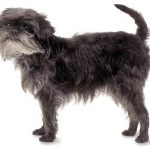 Affenpinscher