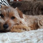 Norfolk Terrier