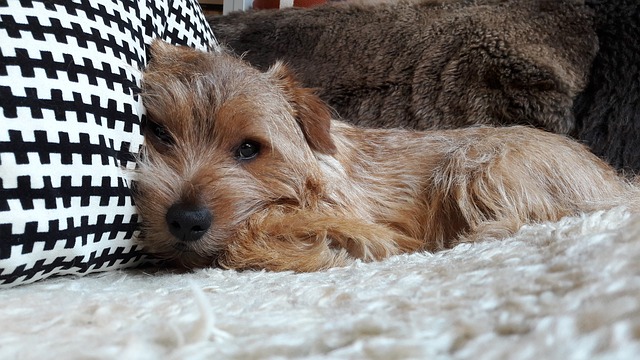 Tudo Sobre a Raça Norfolk Terrier: Características e Fotos