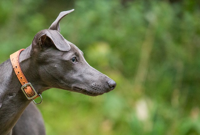 Tudo Sobre a Raça Whippet: Características e Fotos