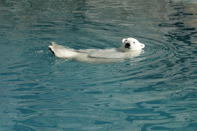Tem Urso Polar no Aquário de SP?