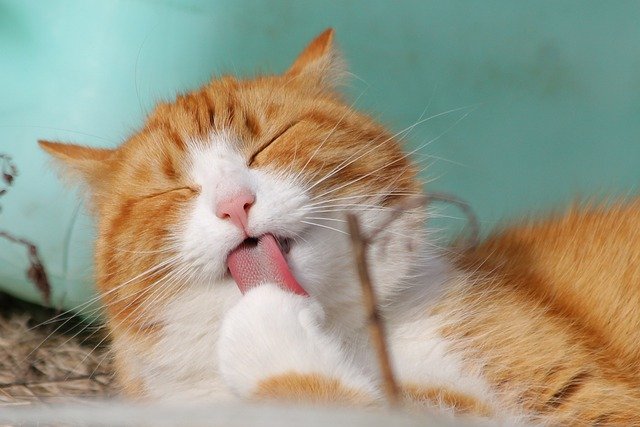 O Que Fazer para o Gato Obedecer?