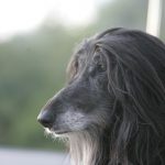 Galgo afegão