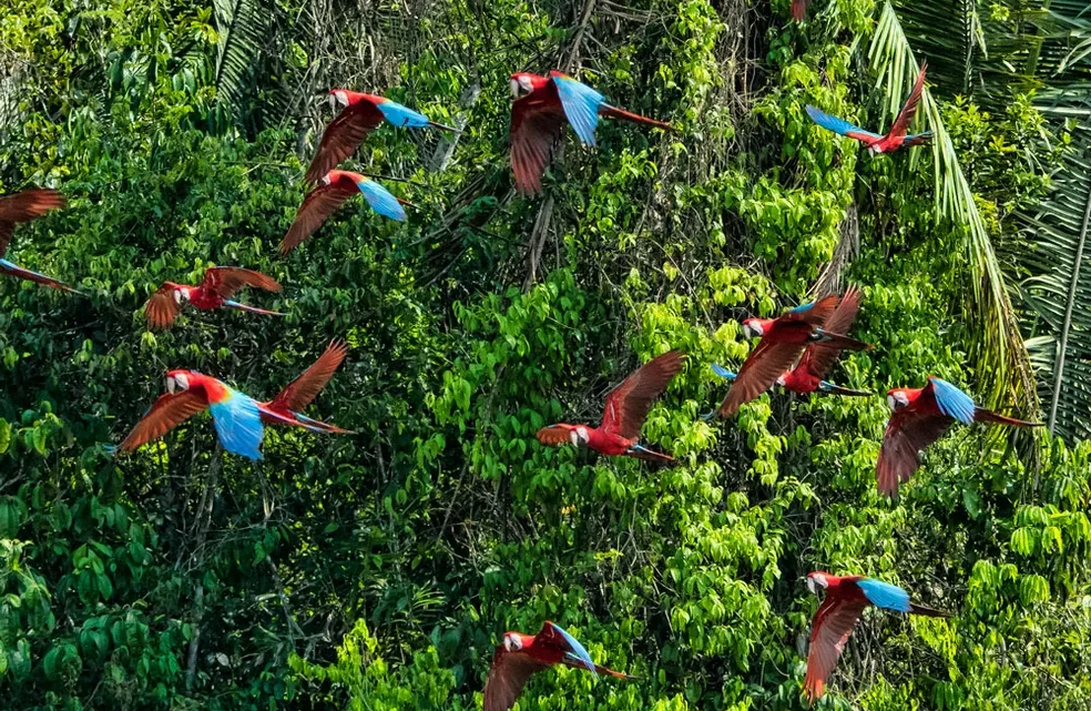 Os mistérios da floresta Amazônica: biodiversidade e segredos