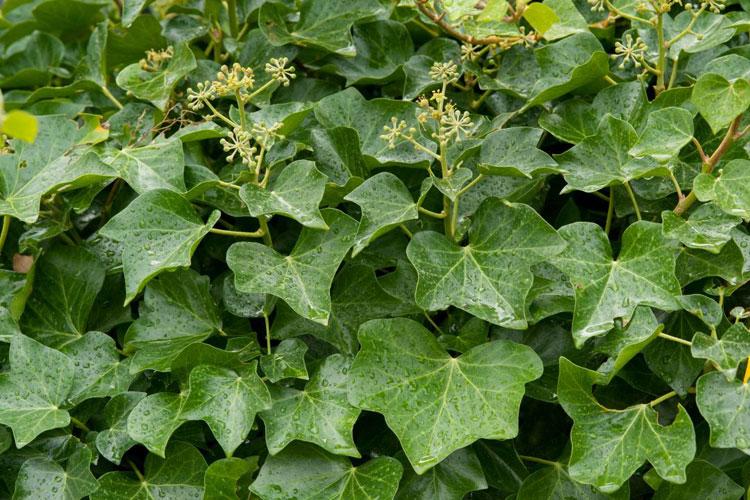 As curiosidades sobre as plantas trepadeiras: Conheça as peculiaridades e utilidades
