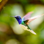 O Colibri