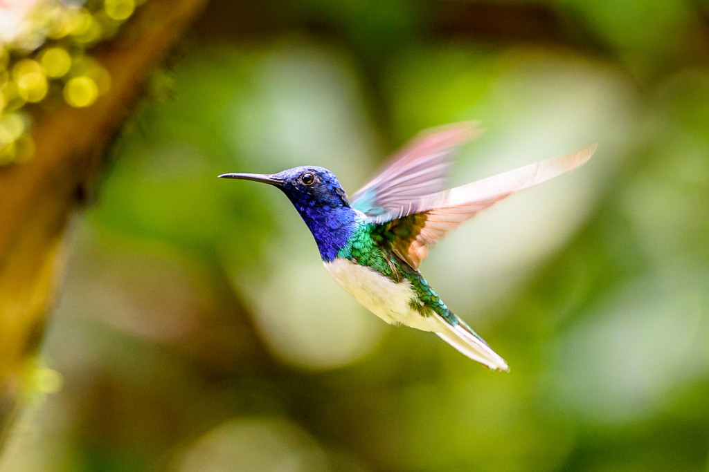 O Colibri: Explore a agilidade e encanto desse pequeno pássaro