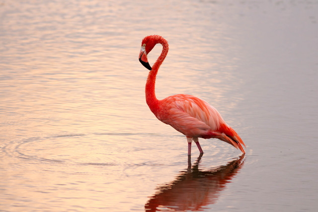 O flamingo-rosa: a postura elegante dessa ave icônica das áreas úmidas