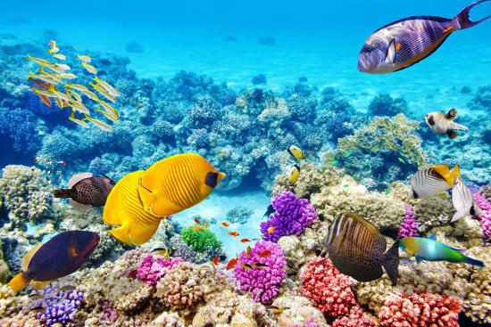 Os segredos dos Recifes de coral: Explore esses ecossistemas marinhos