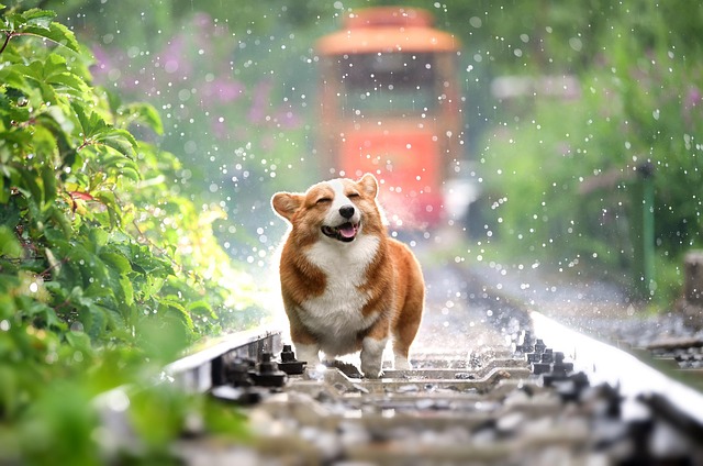 Dicas de Treinamento para Cachorros Hiperativos: Como Lidar com Energia em Excesso