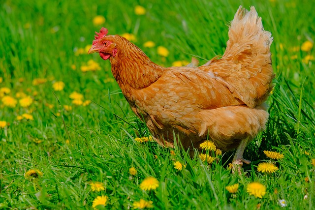 Frango Caipira: Saiba Por que é uma Escolha Saudável